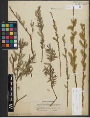 Foto von Salix purpurea L. x Salix viminalis L.